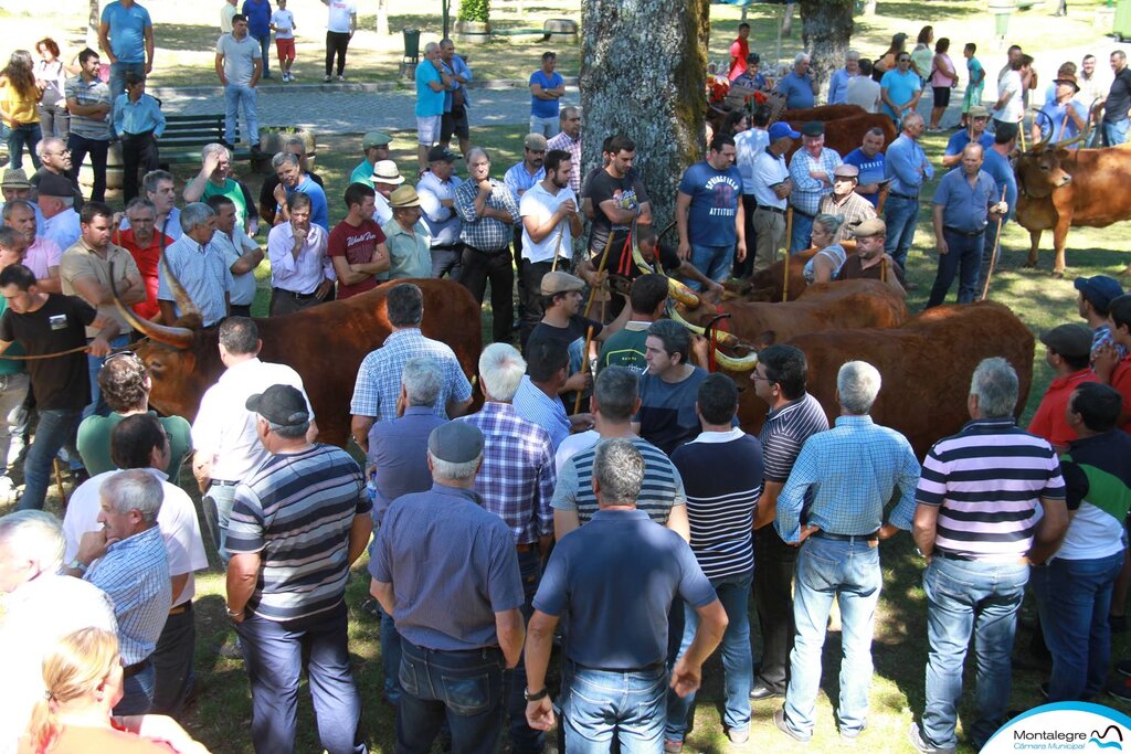 SALTO - XXXI Concurso Pecuário Raça Barrosã (6)