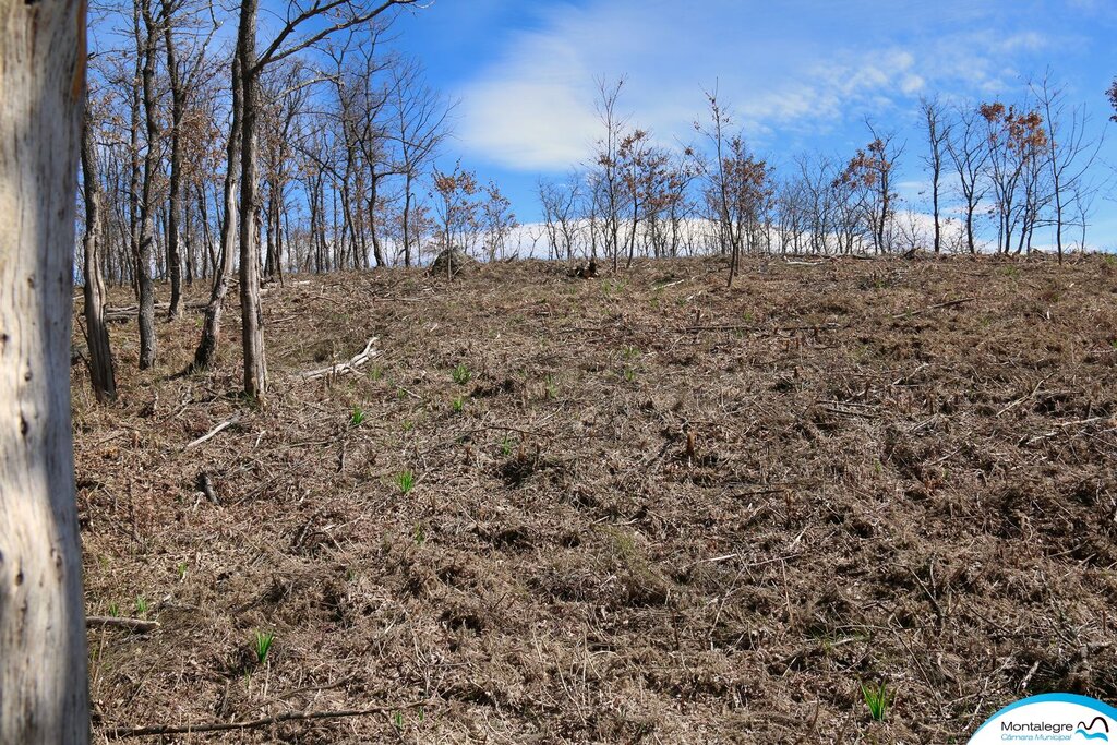 preservacao_da_floresta__travassos_do_rio___2021___9_