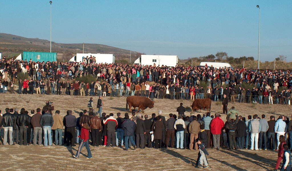 Chegas de Bois arrastaram milhares de pessoas a Montalegre