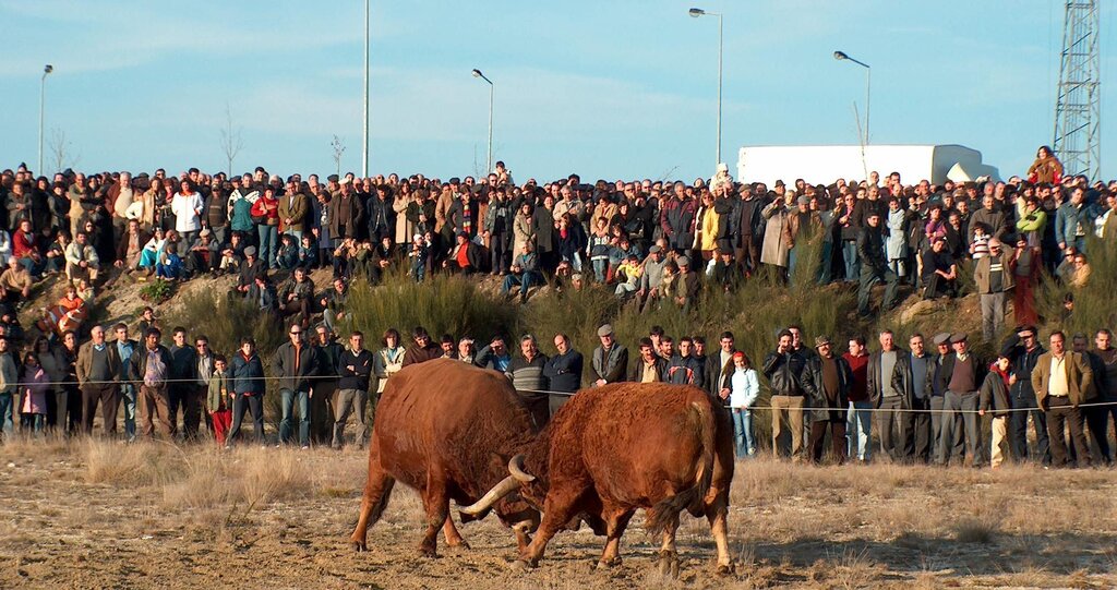 Chegas de Bois arrastaram milhares de pessoas a Montalegre