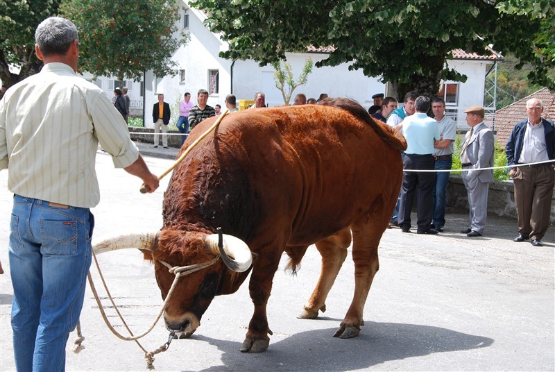 Bois do Minho dominam na Venda Nova