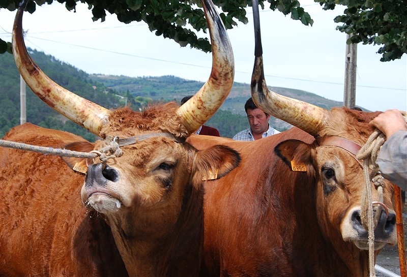 Bois do Minho dominam na Venda Nova