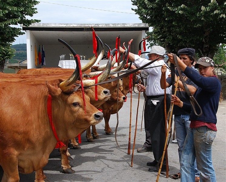 Bois do Minho dominam na Venda Nova