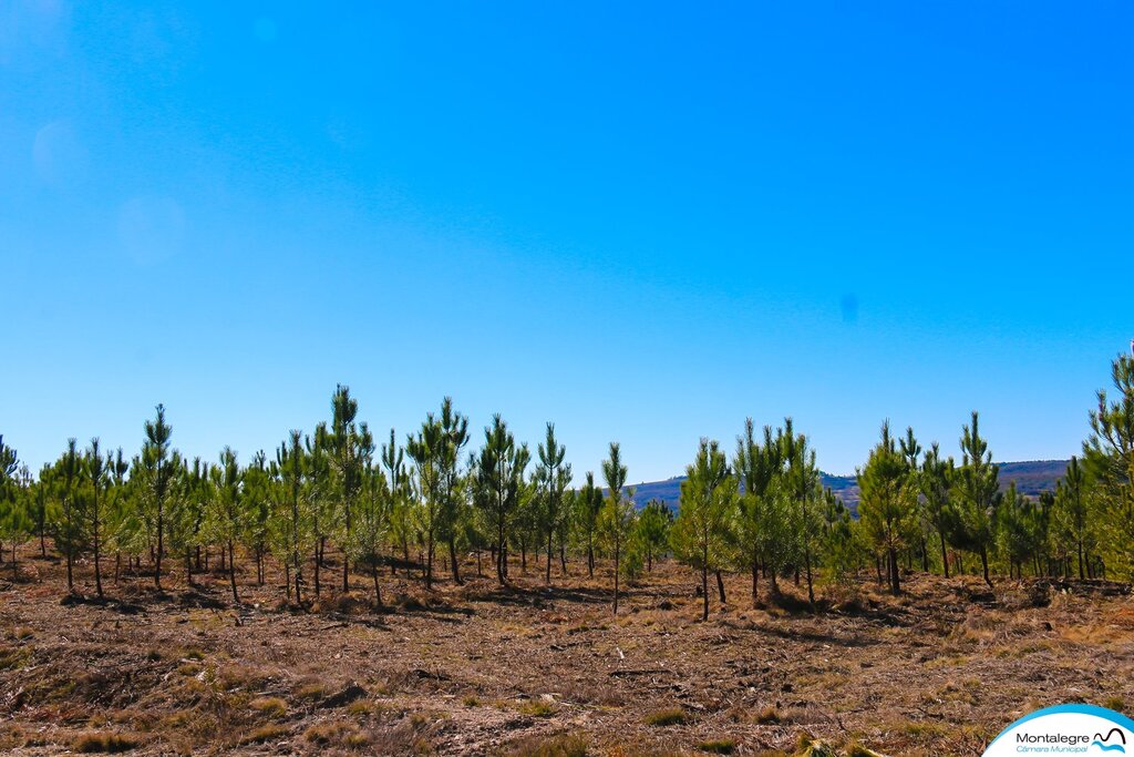 carvalhais__gestao_do_fogo_rural__visita__6_