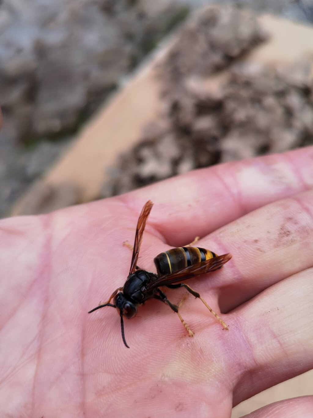 vespa_velutina___rainha