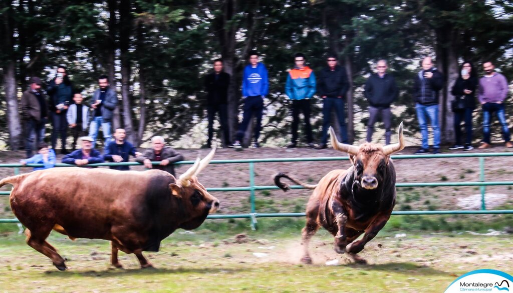 Campeonato Chegas de Bois 2022 (6)