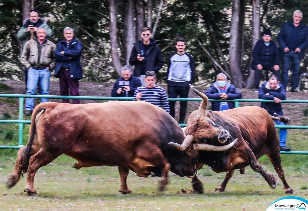 Campeonato Chegas de Bois 2022 (4)