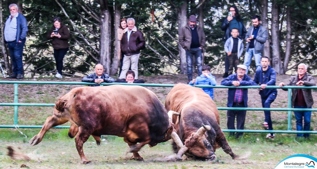 Campeonato Chegas de Bois 2022 (5)