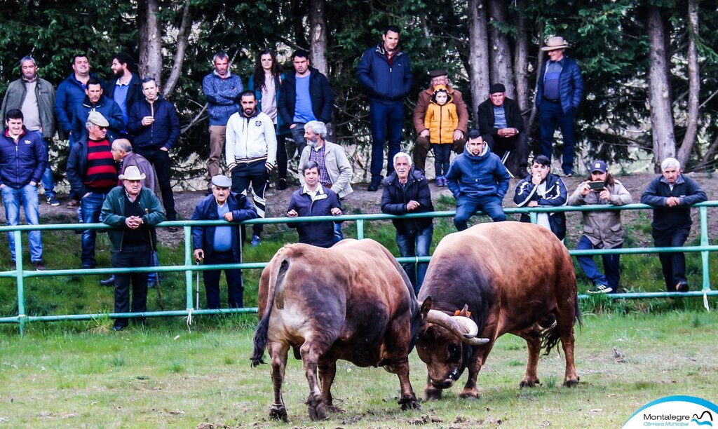 Campeonato Chegas de Bois 2022 (2)