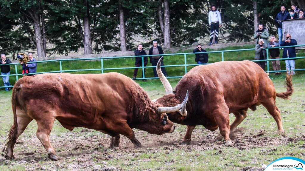 Campeonato Chegas de Bois 2022 (10)