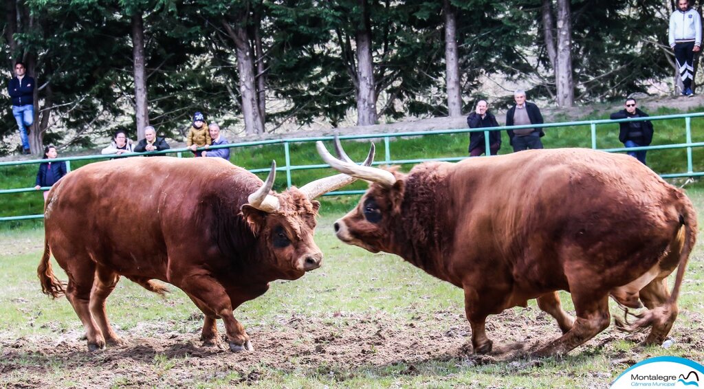 Campeonato Chegas de Bois 2022 (11)