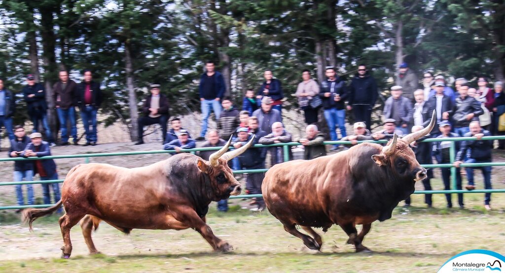 Campeonato Chegas de Bois 2022 (7)