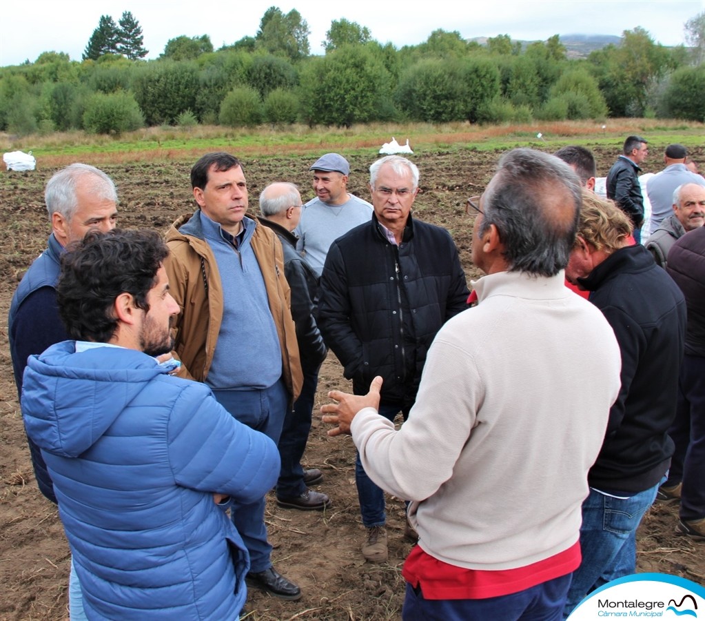 Arranque da Batata na Quinta da Veiga (2)