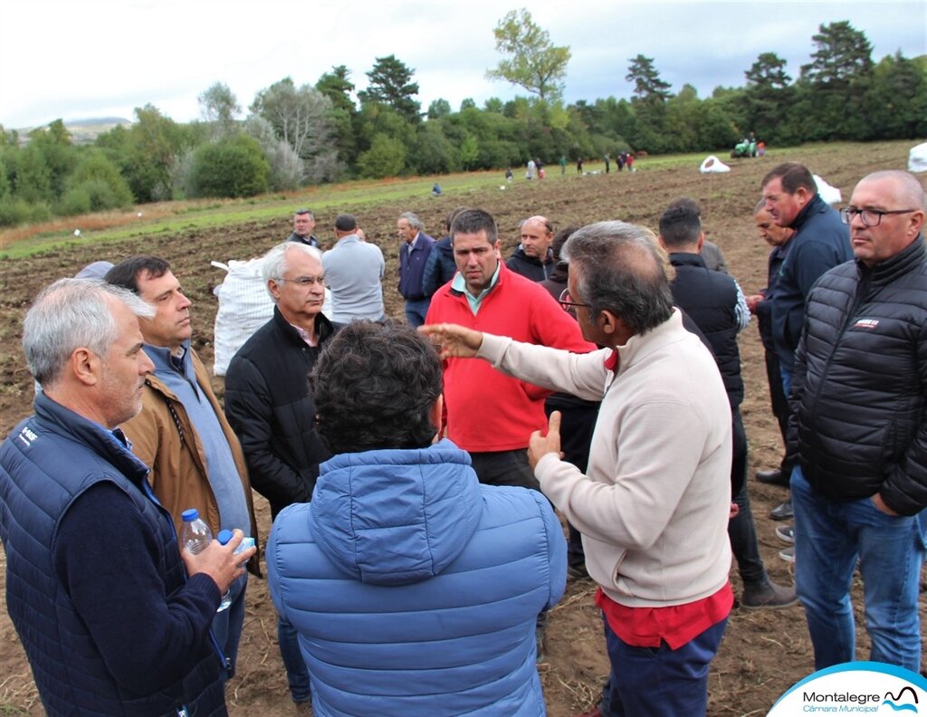 Arranque da Batata na Quinta da Veiga (4)