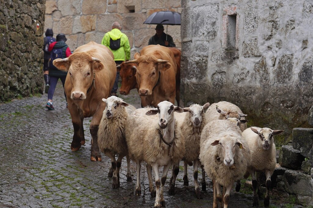 Carrilheiras de Barroso (Trilho Outeiro-Parada) (51)