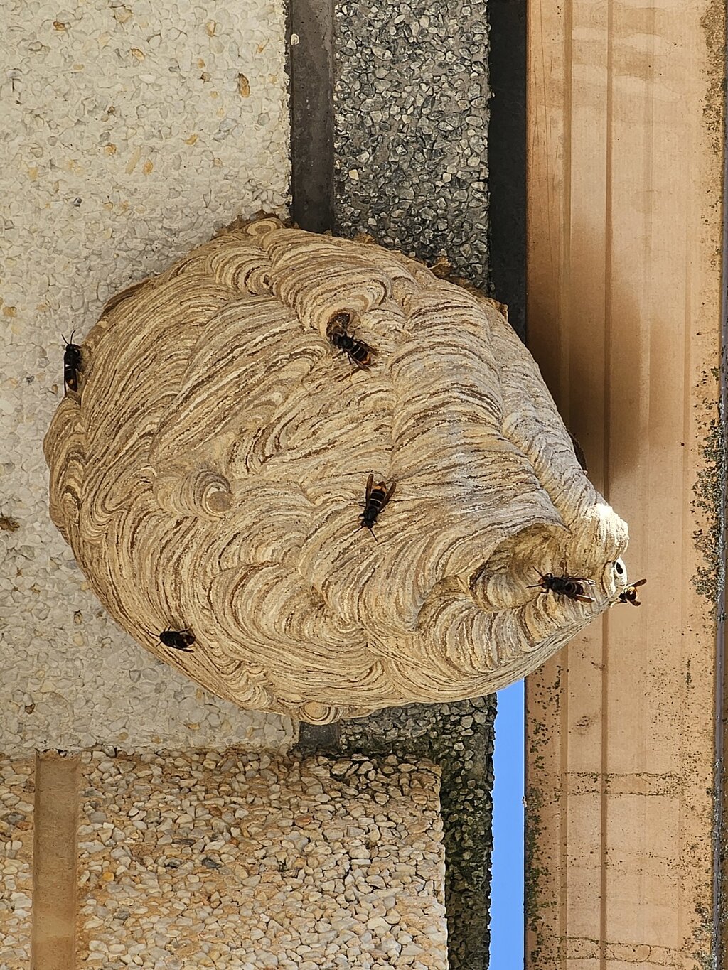 vespa_velutina_01
