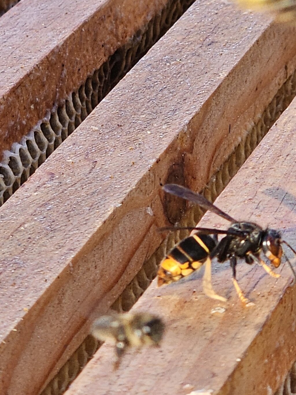 vespa_velutina_03