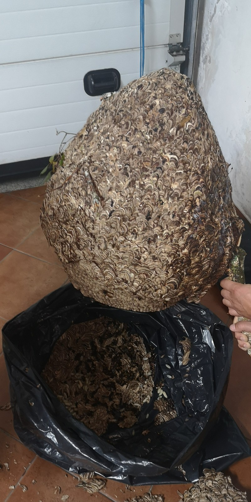 vespa_velutina_10