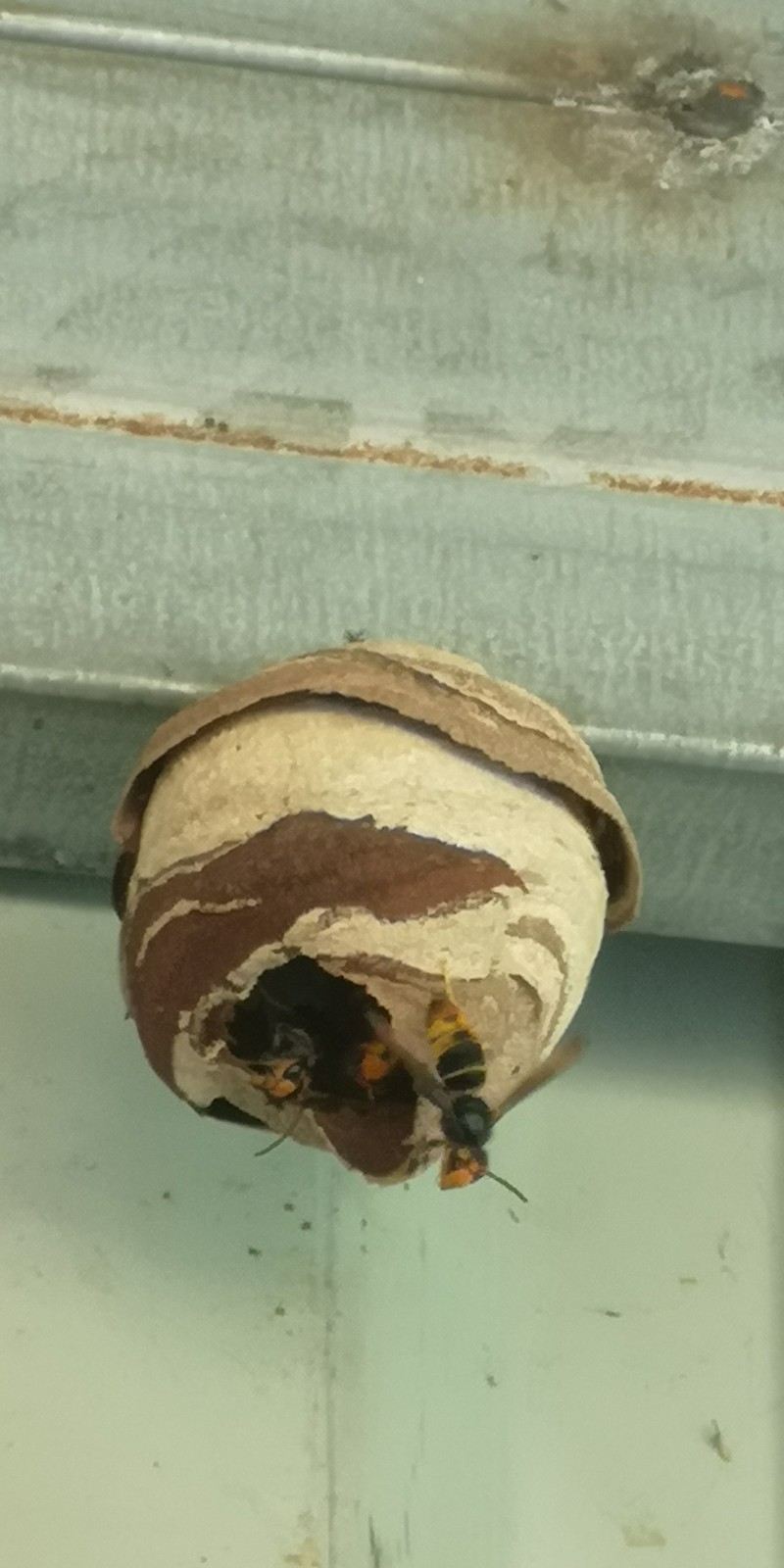 vespa_velutina_12