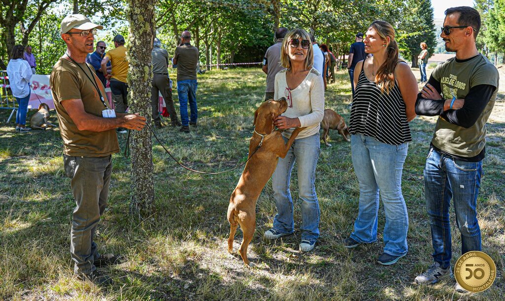 Montalegre - XIV Encontro Norte (Perdigueiro Português) (3)