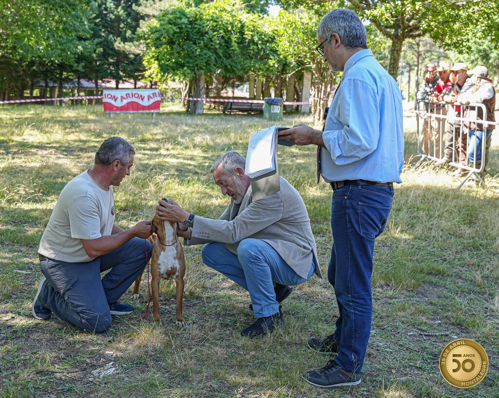 Montalegre - XIV Encontro Norte (Perdigueiro Português) (7)