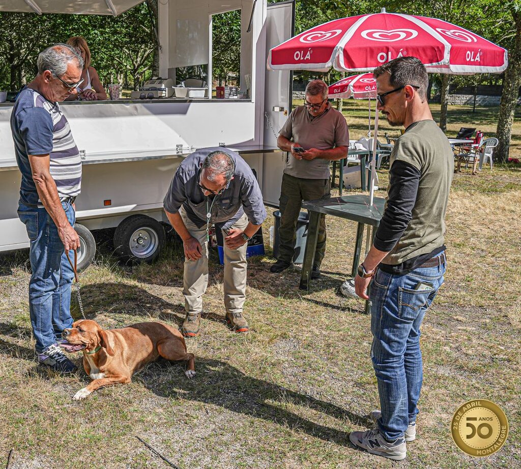 Montalegre - XIV Encontro Norte (Perdigueiro Português) (14)