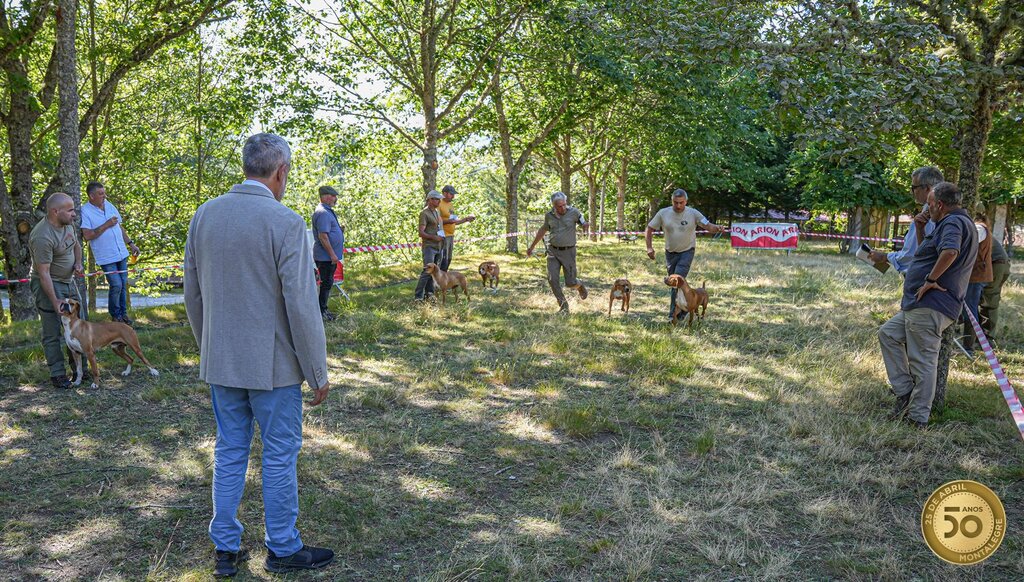 Montalegre - XIV Encontro Norte (Perdigueiro Português) (16)