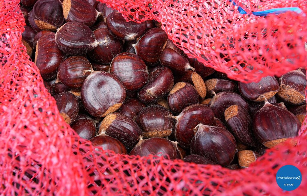 II Feira das Colheitas (9)