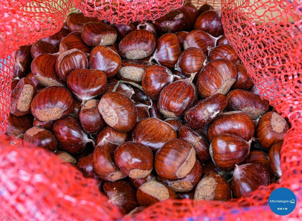 II Feira das Colheitas (40)