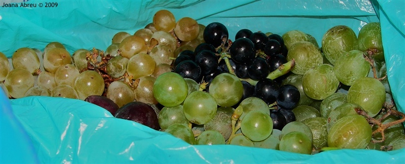 Dia Mundial da Alimentação na escola 