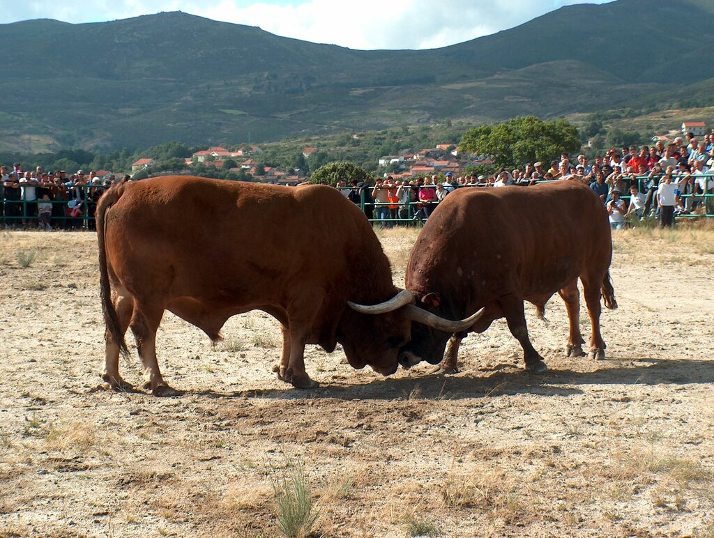 Campeonato de Chegas de Bois, de raça barrosã, arranca a 9 de Junho