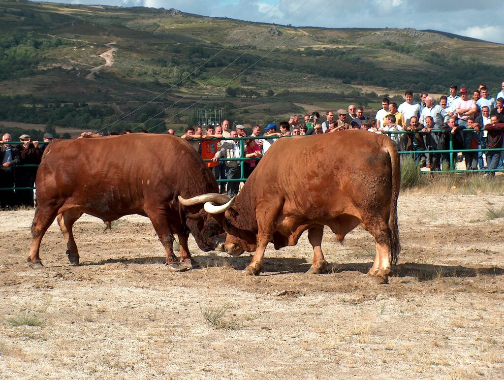 Calendário do Campeonato de Chegas de Bois Barrosos já é conhecido