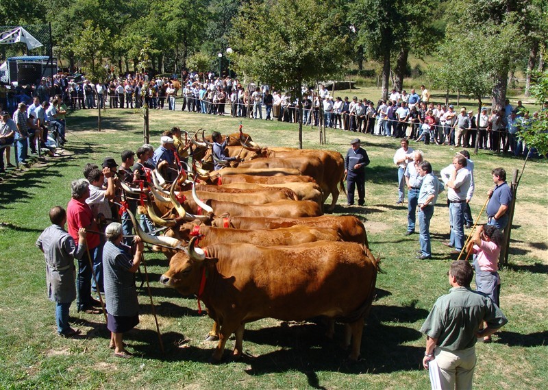 Concurso pecuário de Salto