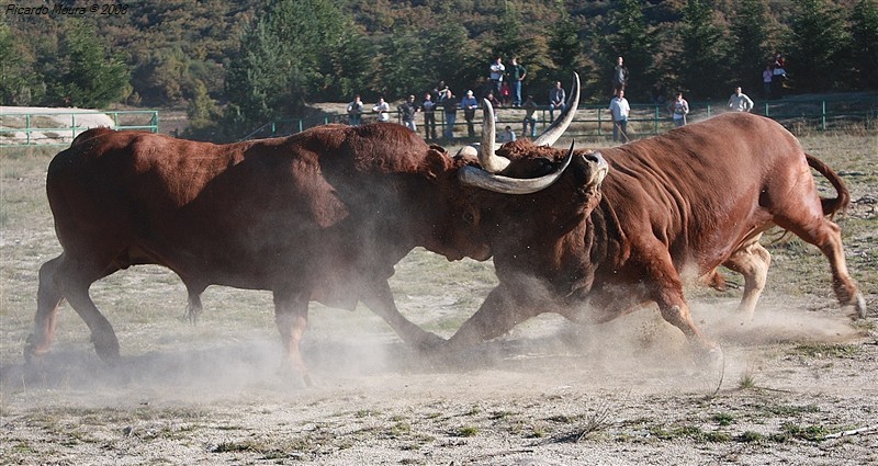 Combates de animais: paixão global