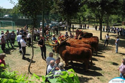 salto___xxx_concurso_nacional_de_gado_de_raca_barrosa__01_