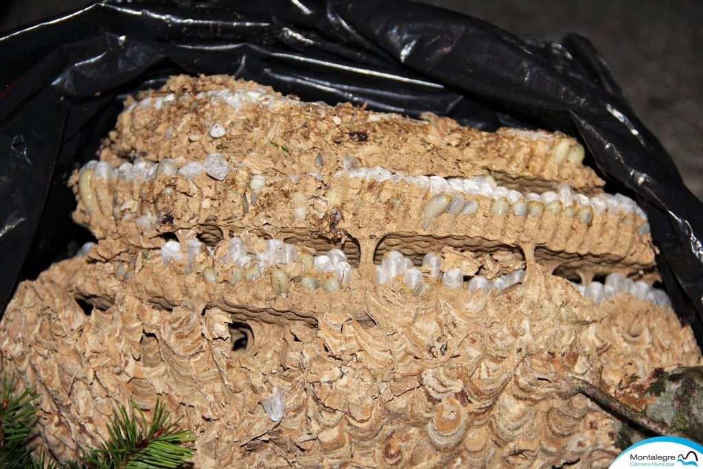 Montalegre   protecao civil destruiu ninho de vespa asiatica  9  1 1024 2500