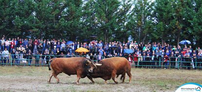 montalegre___final_campeonato_chegas_bois__14_