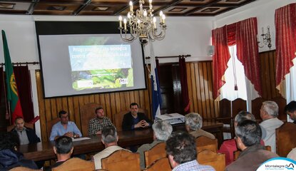 montalegre__vespa_das_galhas_do_castanheiro__2019__03_