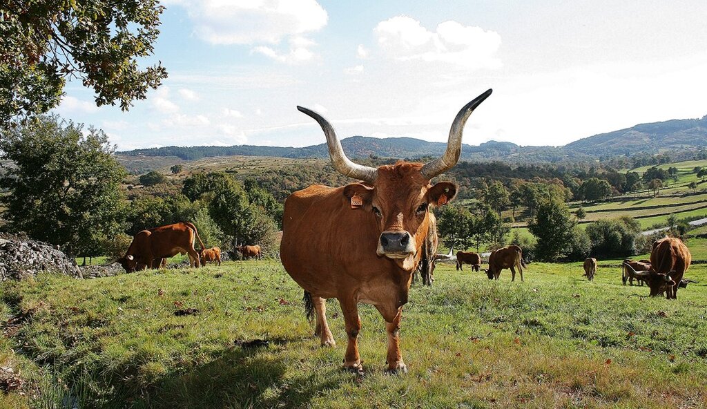 Sanidade Animal | Município reforça apoio em quase 20 mil euros (subsídios)