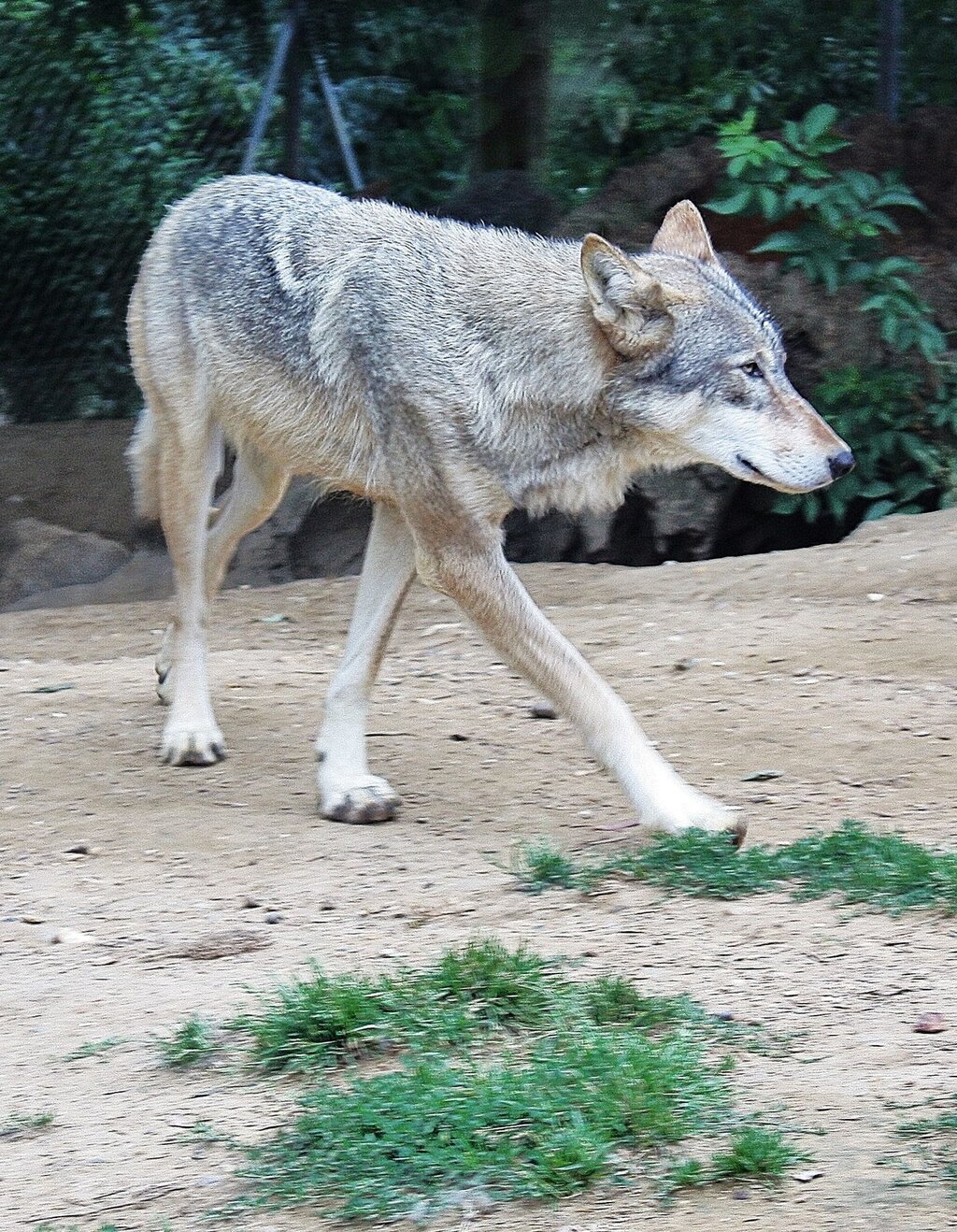 Subsídio para gado atacado por lobos