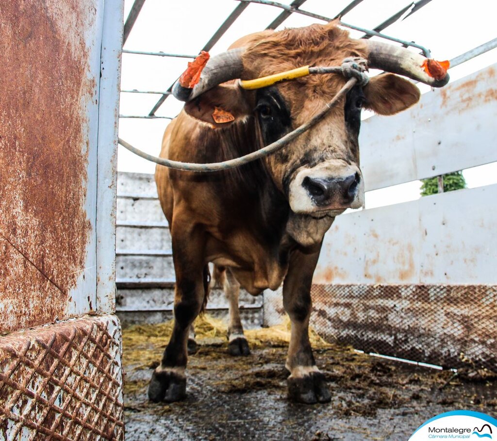 Covid-19 | Barrosão oferece boi a quem necessita