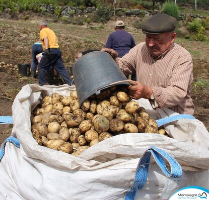 lamacha__arranque_das_batatas___13_