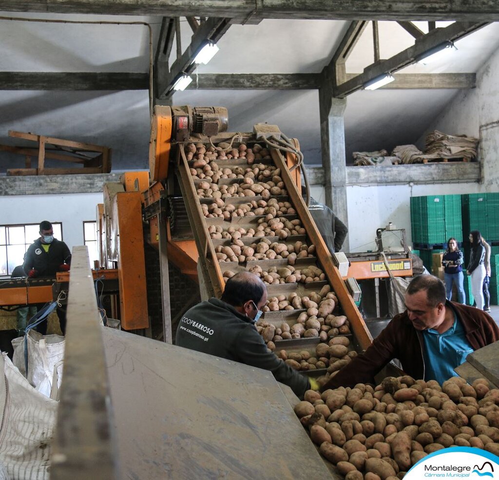 Batata de Montalegre à venda no grupo Sonae