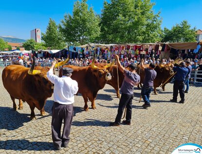 montalegre__feira_do_premio_2022___6_