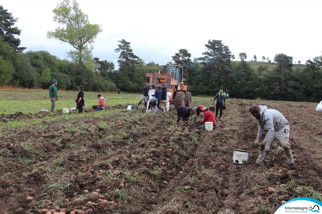 Quinta da Veiga | Arranque da batata "Red Lady"