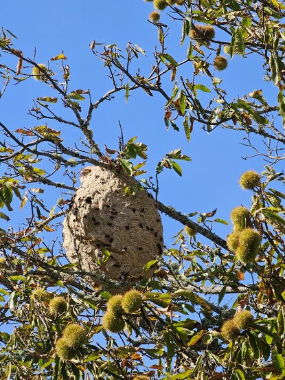vespa_velutina_08