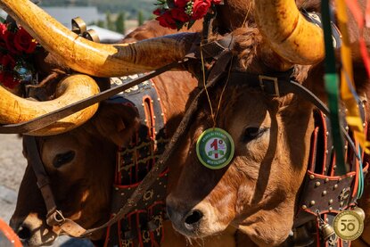 montalegre__feira_do_premio_2024___11_