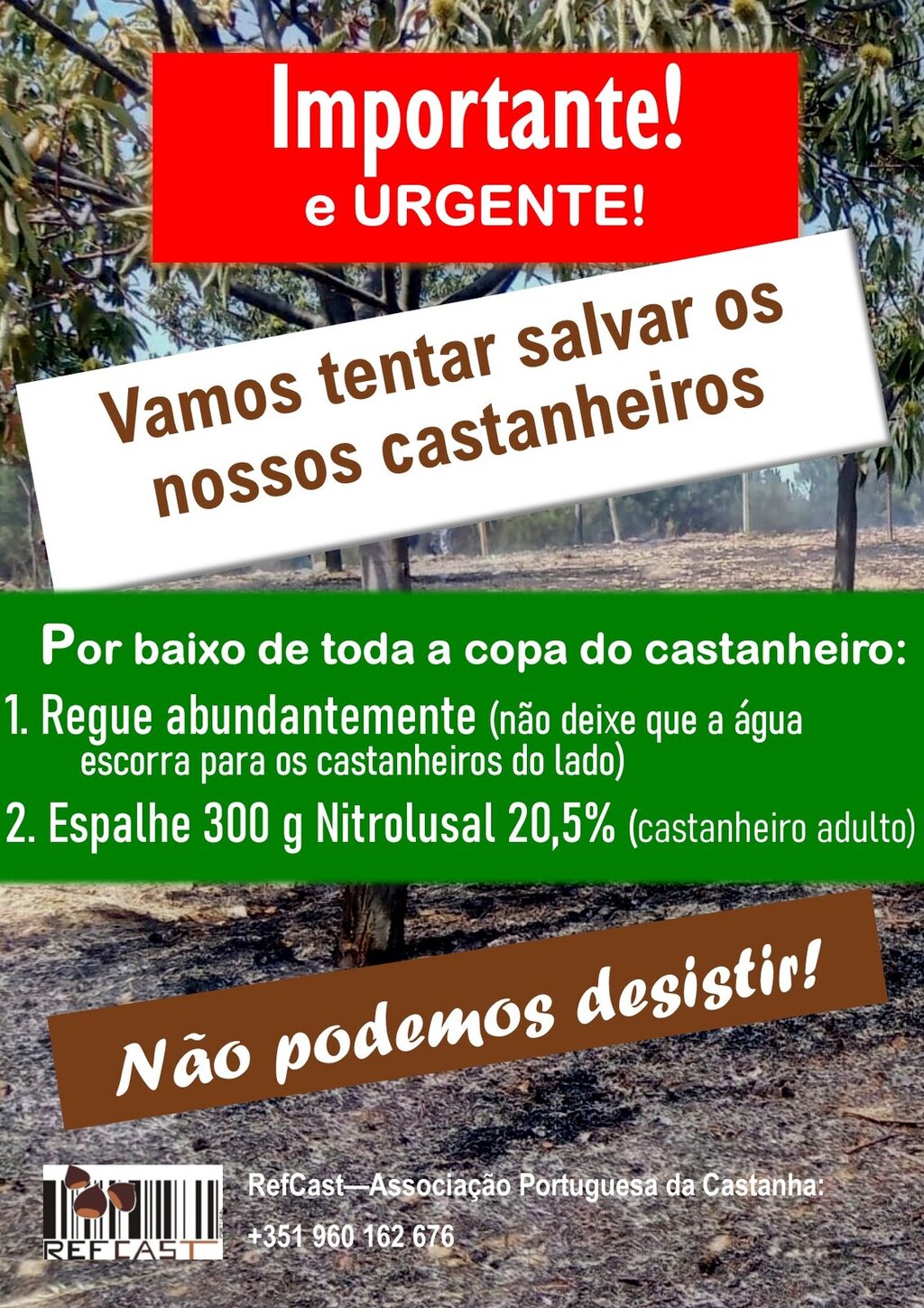 Indicações para tratar castanheiros pós-incêndio - Associação Portuguesa da Castanha