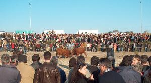 Chegas de Bois arrastaram milhares de pessoas a Montalegre