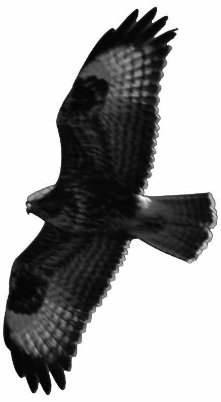 Observação de Aves - proposta do PAPAVENTOS para este Sábado